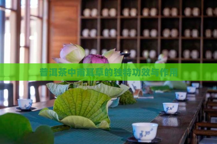 普洱茶中甫耳草的独特功效与作用