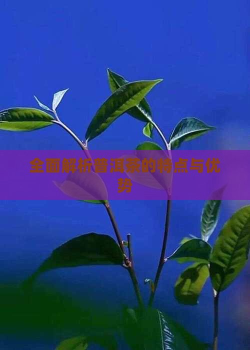 全面解析普洱茶的特点与优势