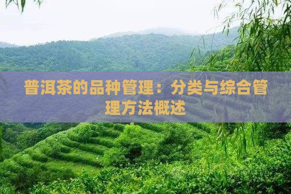普洱茶的品种管理：分类与综合管理方法概述