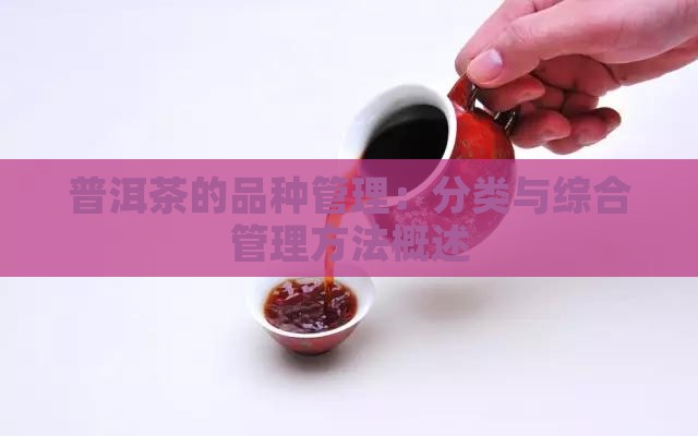 普洱茶的品种管理：分类与综合管理方法概述