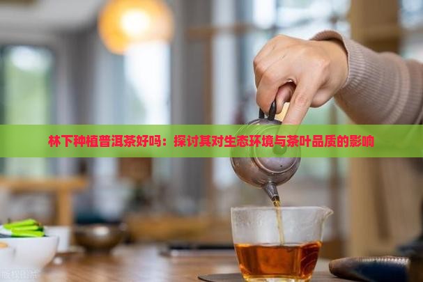 林下种植普洱茶好吗：探讨其对生态环境与茶叶品质的影响