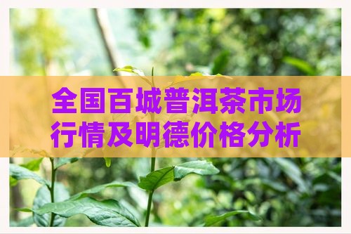 全国百城普洱茶市场行情及明德价格分析