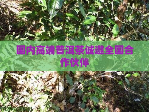 国内高端普洱茶诚邀全国合作伙伴