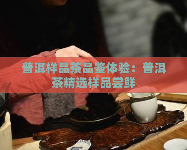普洱样品茶品鉴体验：普洱茶精选样品尝鲜