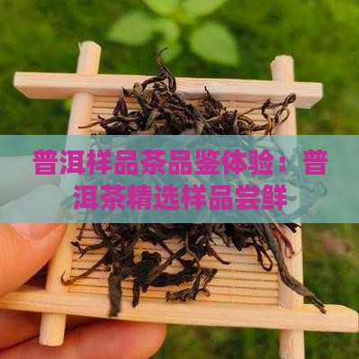 普洱样品茶品鉴体验：普洱茶精选样品尝鲜