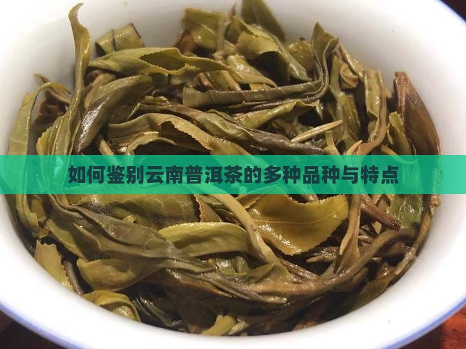 如何鉴别云南普洱茶的多种品种与特点