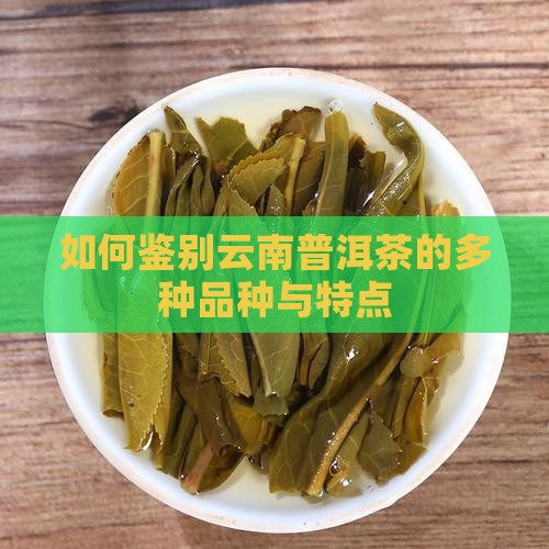 如何鉴别云南普洱茶的多种品种与特点