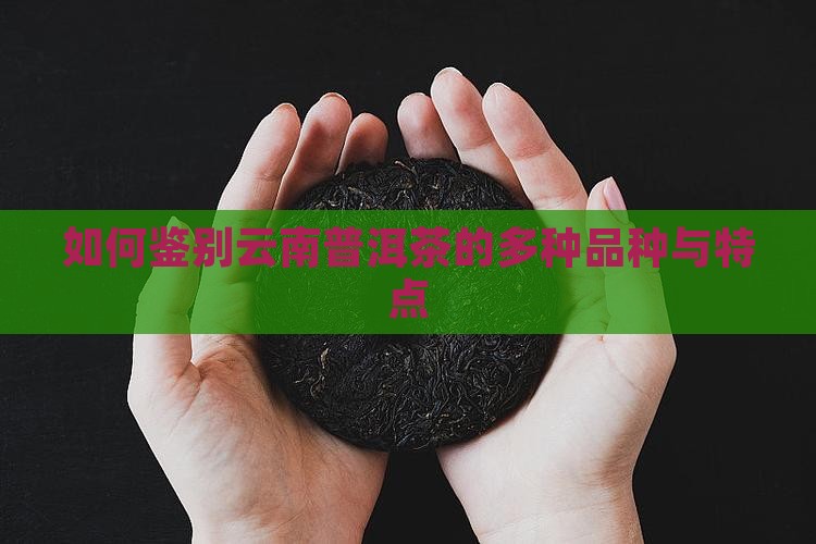 如何鉴别云南普洱茶的多种品种与特点