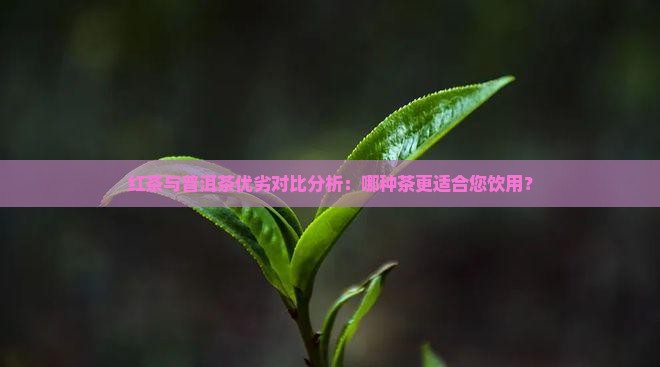 红茶与普洱茶优劣对比分析：哪种茶更适合您饮用？