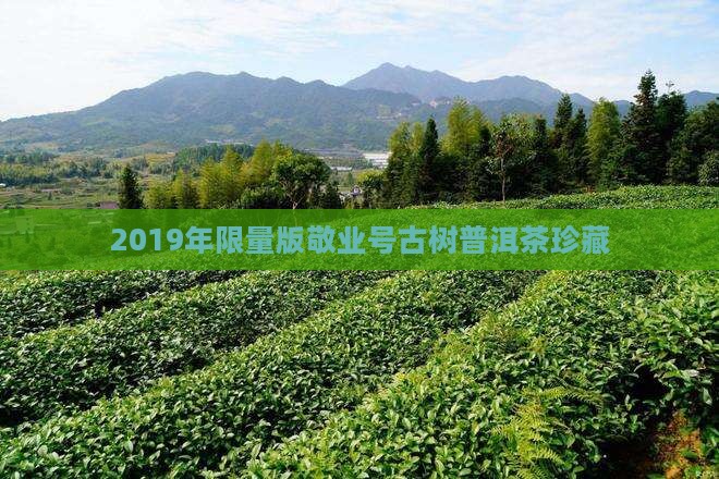 2019年限量版敬业号古树普洱茶珍藏 2019年限量版敬业号古树普洱茶珍藏