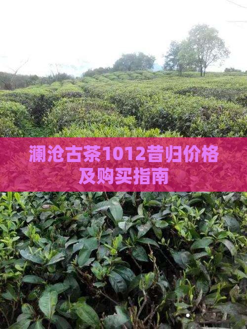 澜沧古茶1012昔归价格及购买指南