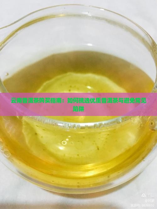 云南普洱茶购买指南：如何挑选优质普洱茶与避免常见陷阱