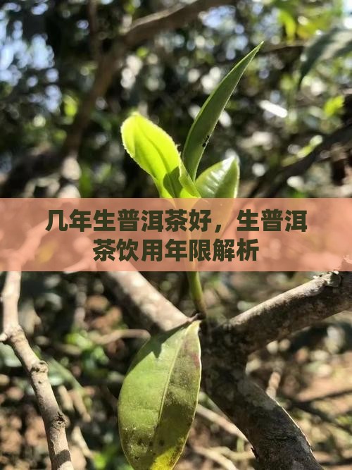 几年生普洱茶好，生普洱茶饮用年限解析