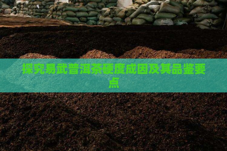 探究易武普洱茶硬度成因及其品鉴要点
