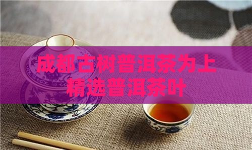 成都古树普洱茶为上精选普洱茶叶