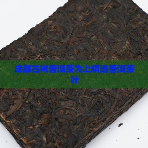 成都古树普洱茶为上精选普洱茶叶