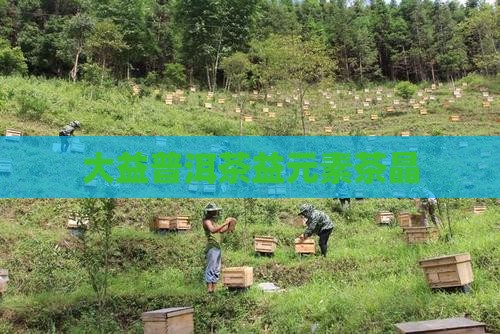 大益普洱茶益元素茶晶
