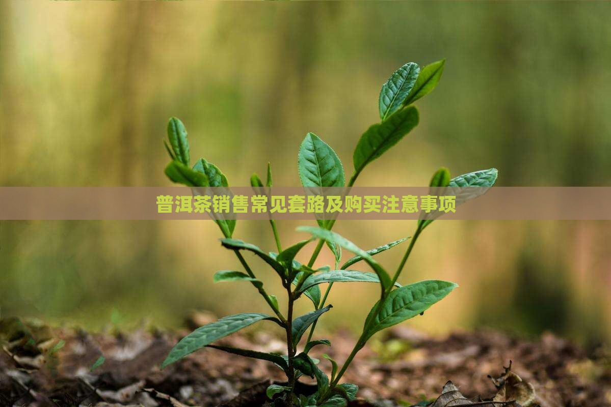 普洱茶销售常见套路及购买注意事项
