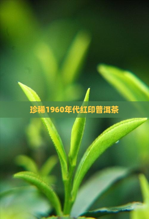 珍稀1960年代红印普洱茶