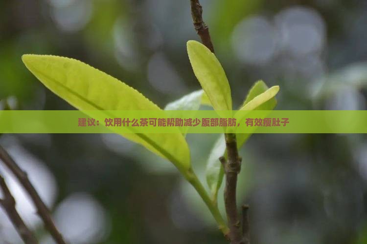 建议：饮用什么茶可能帮助减少腹部脂肪，有效瘦肚子