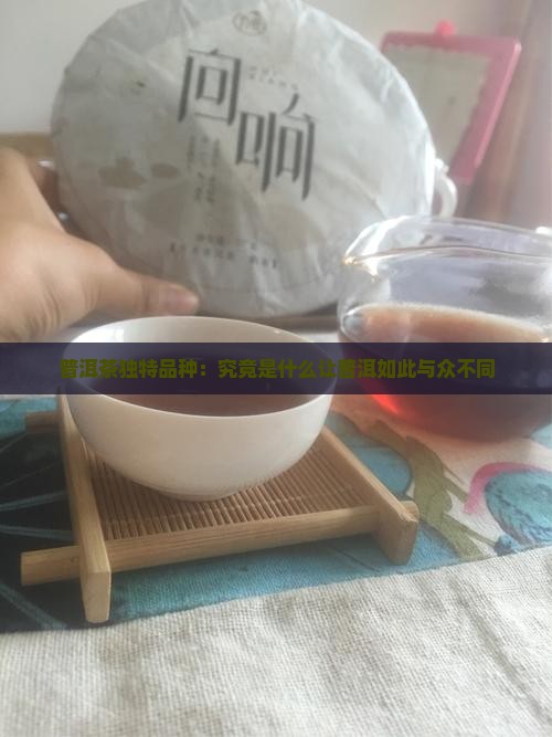 普洱茶独特品种：究竟是什么让普洱如此与众不同