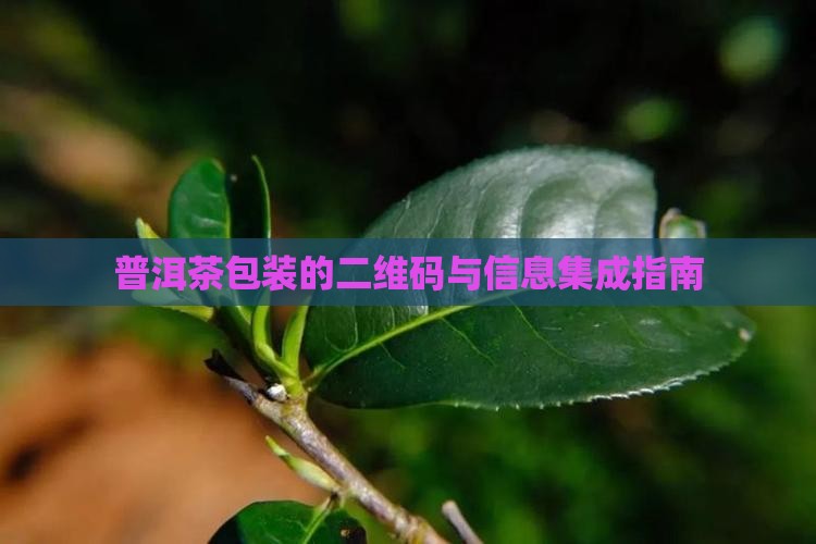 普洱茶包装的二维码与信息集成指南