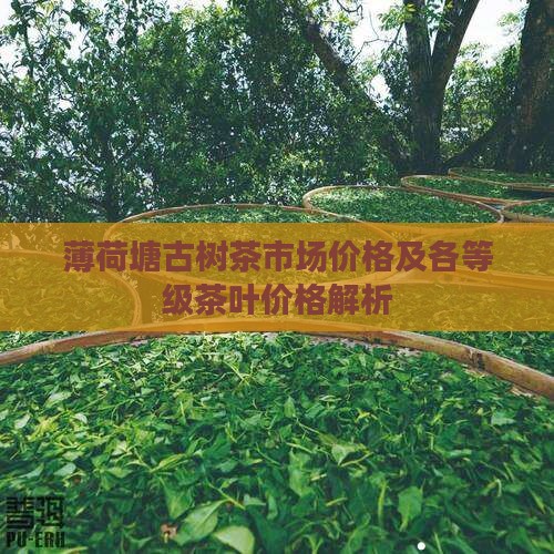 薄荷塘古树茶市场价格及各等级茶叶价格解析