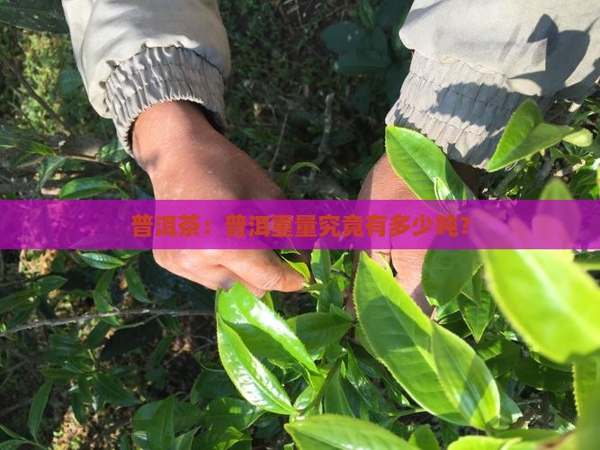 普洱茶：普洱重量究竟有多少吨？