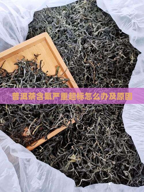 普洱茶含氟严重超标怎么办及原因