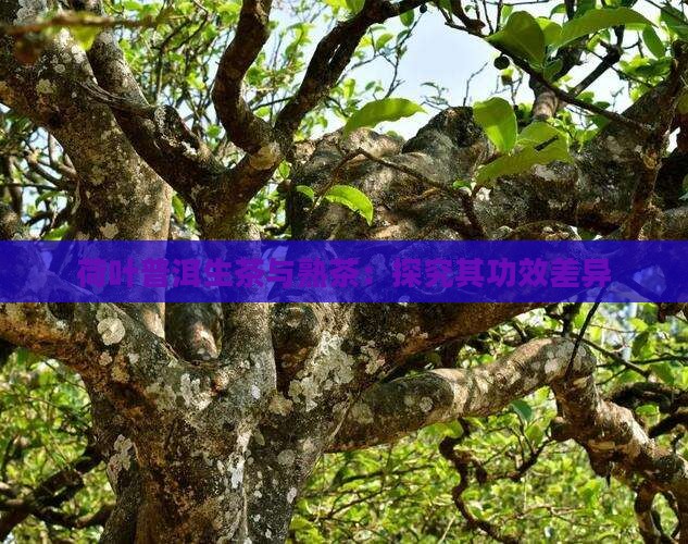荷叶普洱生茶与熟茶：探究其功效差异
