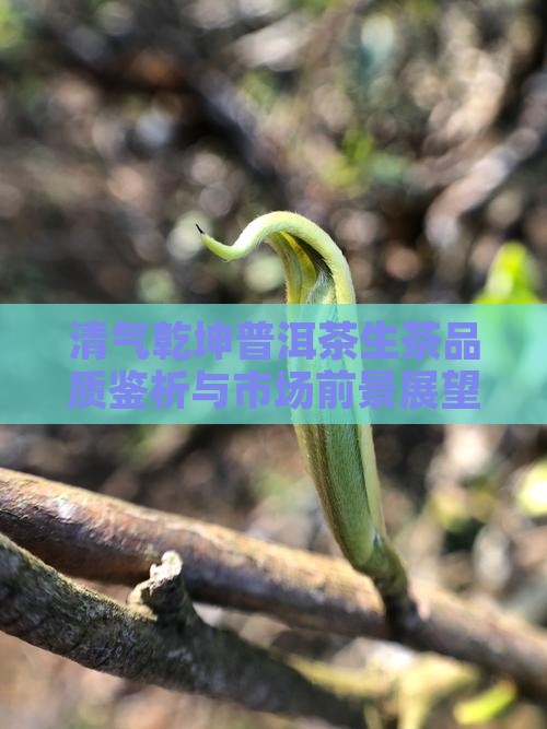清气乾坤普洱茶生茶品质鉴析与市场前景展望