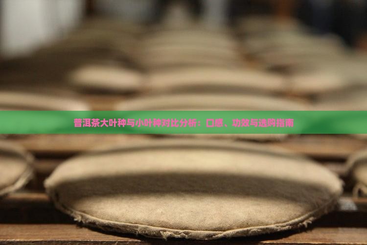 普洱茶大叶种与小叶种对比分析：口感、功效与选购指南