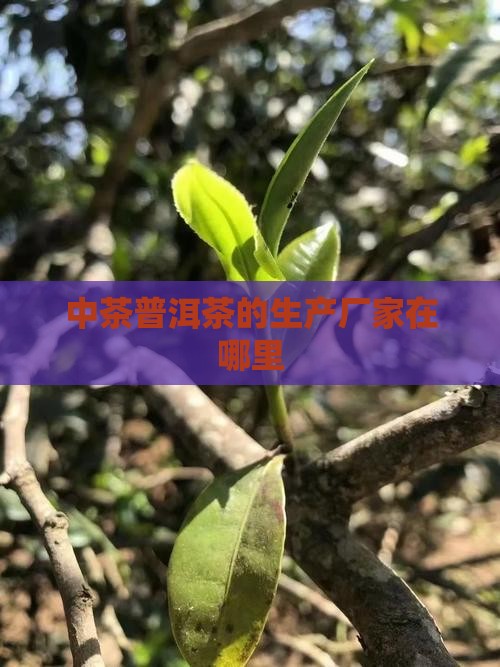 中茶普洱茶的生产厂家在哪里 中茶普洱茶的生产厂家在哪里