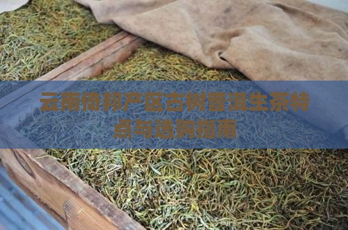 云南倚邦产区古树普洱生茶特点与选购指南