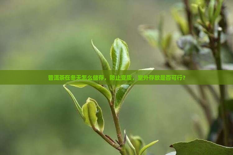普洱茶在冬天怎么储存，防止变质，室外存放是否可行？