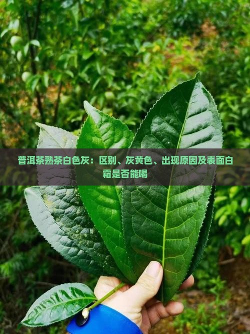 普洱茶熟茶白色灰：区别、灰黄色、出现原因及表面白霜是否能喝