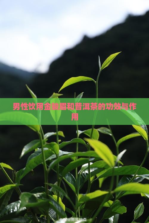 男性饮用金骏眉和普洱茶的功效与作用