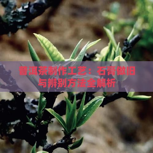 普洱茶制作工艺：石膏做旧与辨别方法全解析