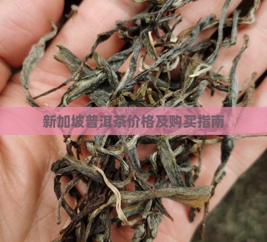 新加坡普洱茶价格及购买指南