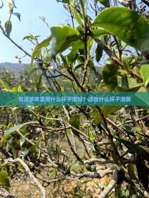 普洱茶家里用什么杯子泡好？适合什么杯子泡茶