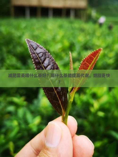 减肥需要喝什么茶好？喝什么茶能提高代谢、燃脂更快？