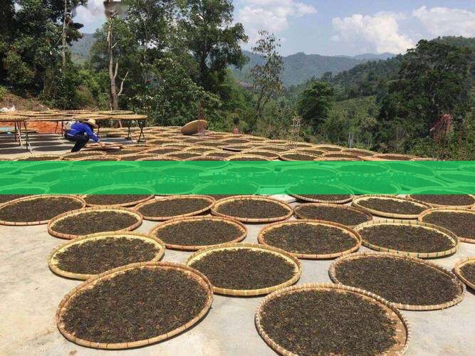 普洱茶和冰岛有什么区别，冰岛茶与普洱茶差异比较及分类解析