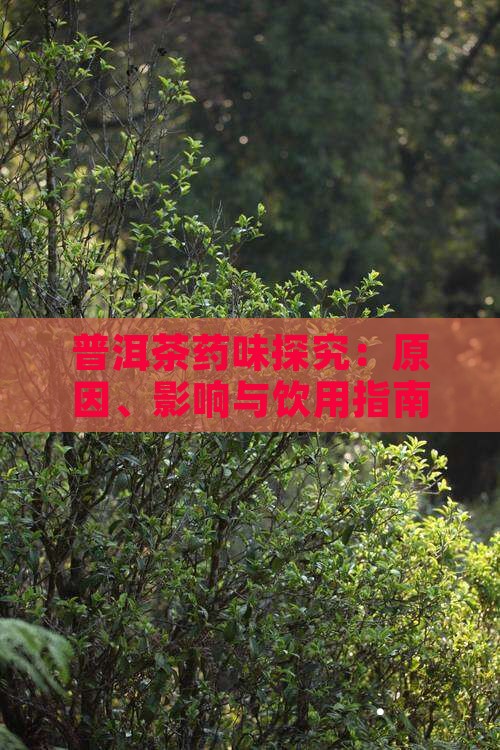 普洱茶药味探究：原因、影响与饮用指南