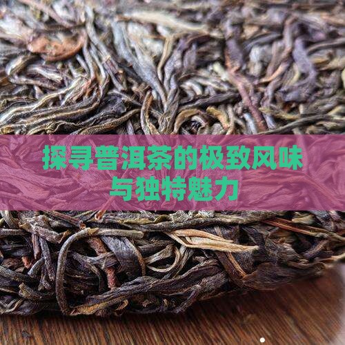 探寻普洱茶的极致风味与独特魅力