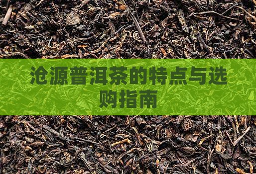 沧源普洱茶的特点与选购指南