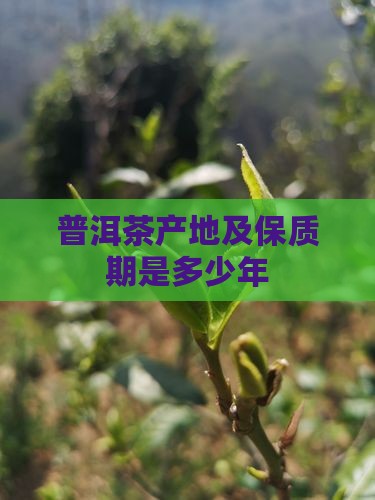 普洱茶产地及保质期是多少年