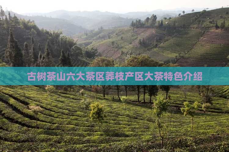 古树茶山六大茶区莽枝产区大茶特色介绍