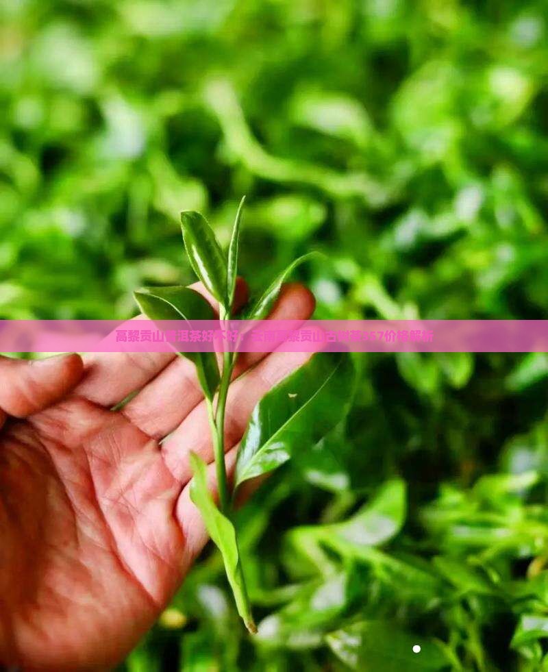 高黎贡山普洱茶好不好：云南高黎贡山古树茶357价格解析