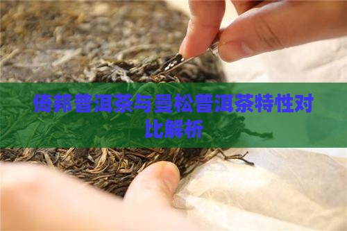倚邦普洱茶与曼松普洱茶特性对比解析