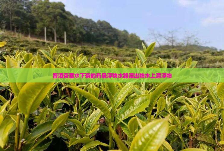 普洱茶里水下茶的有悬浮物水路浸出物水上漂浮物